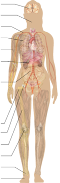 Full body for menu.png
