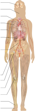 Full body for menu.png