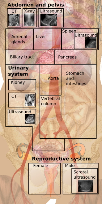 Abdomen and pelvis for menu.png